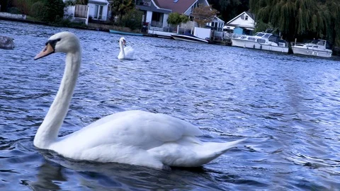 Swans on the river Stock Footage 116897772