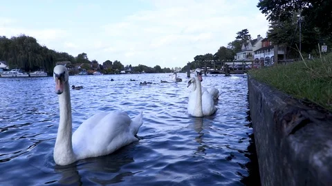 Swans on the river Stock Footage 116897966