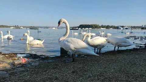 Swans by the river Vídeo Stock 142134833