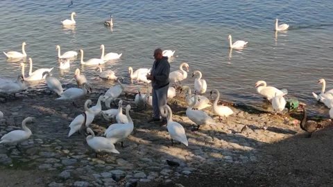 Swans by the river Vídeo Stock 142135172