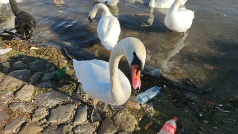 Swans by the river Vídeo Stock 142135397