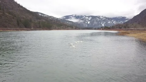 Swans in the river Stock Footage 166070137