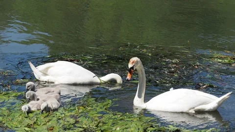 Swans on river Stock Footage 200919287