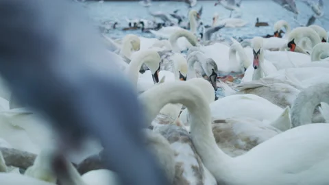 Swans on a river Stock Footage 217378618