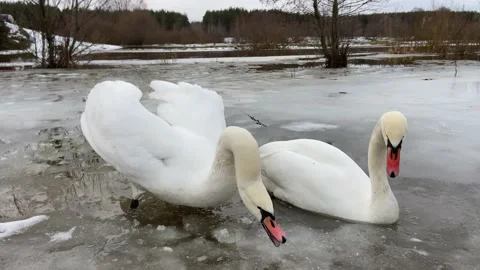Swans on the river Video stock 229165750