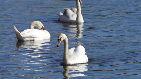 Swans on the river Stock Footage 239484895