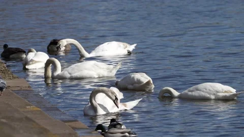 Swans on the river Stock Footage 239511781