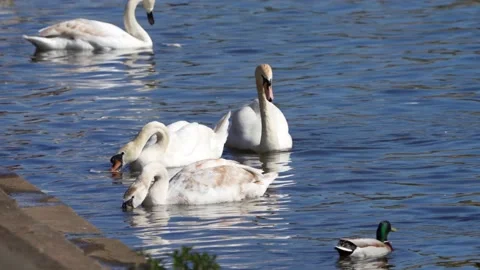 Swans on the river Stock Footage 239578017
