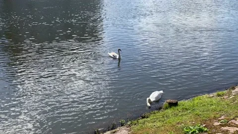 Swans on the river Stock Footage 239643615