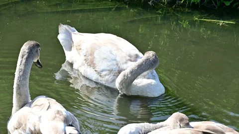 Swans on the river Stock Footage 253737690