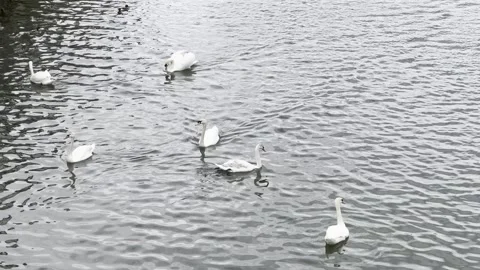 Swans in the river Stock Footage 308666670