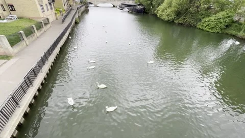 Swans in the river Stock Footage 308666678