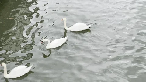 Swans in the river Stock Footage 308666682