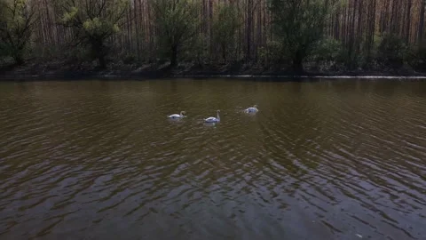 Swans on river with forest in background Video stock 153175114