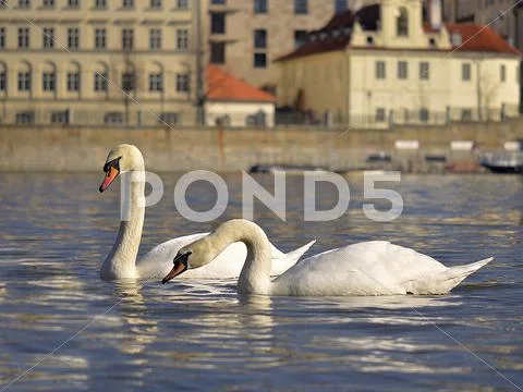 Swans on the river Stock Photos