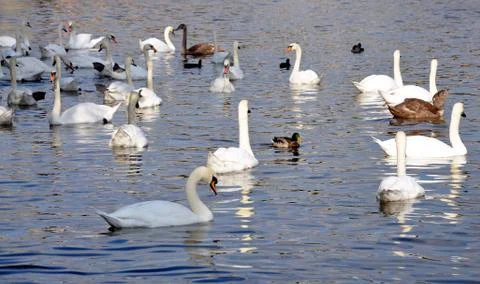 Swans on the river Foto stock