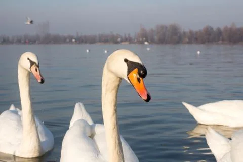 Swans in the River Stock Photos