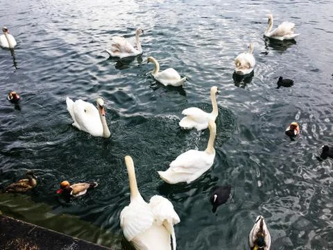 Swans on the river Stock Photos