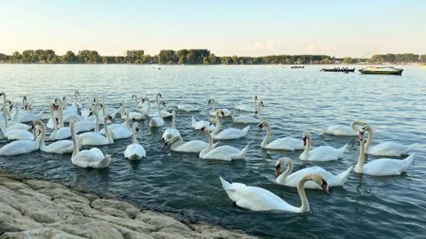 Swans on the River Stock Photos