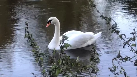 Swans on the river Severn Stock Footage 117548176