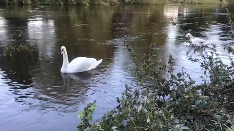 Swans on the river Severn Stock Footage 117548545