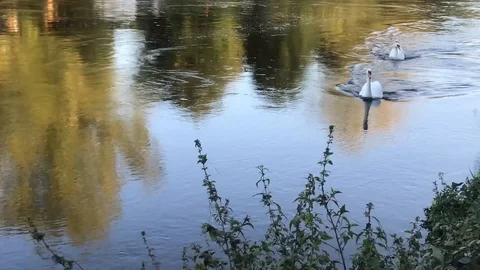 Swans on the river Severn Stock Footage 117548794
