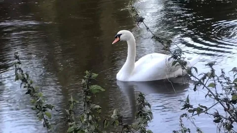 Swans on the river Severn Stock Footage 117548879