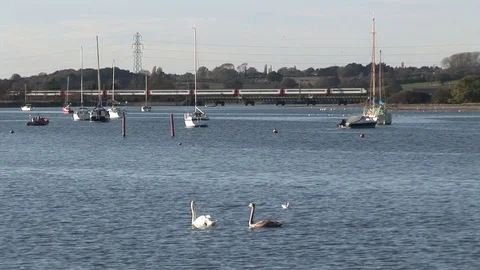 Swans on the River Stour 스톡 동영상 81863484