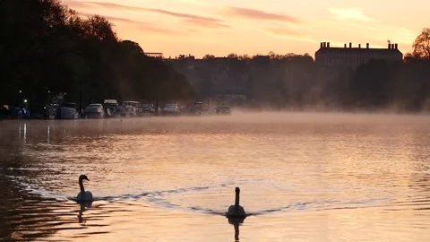 Swans on the river at sunrise Stockbeeldmateriaal 167178839