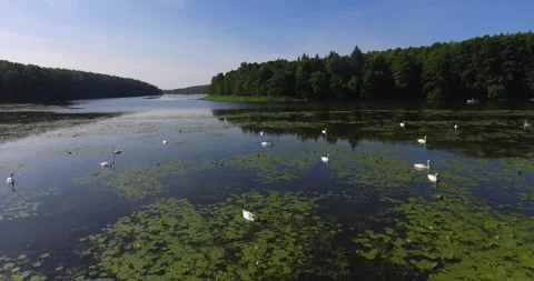 Swans on the river swim in green algae Stock Footage 265860013