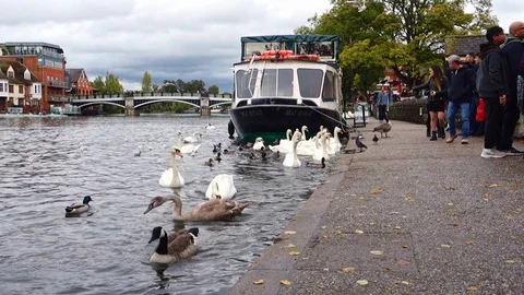 Swans on The River Thames Stock Footage 118378406