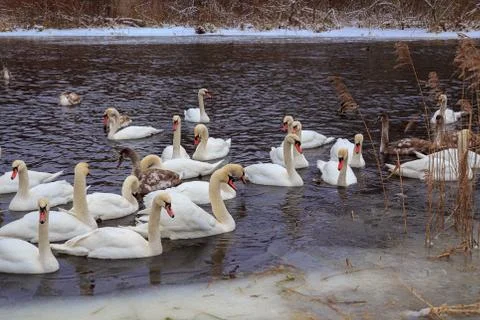 Swans on the river in winter. Stock Photos