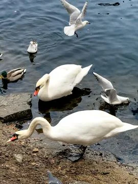 Swans by the Riverside in a Natural Setting Stock Photos