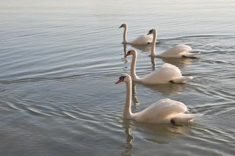 Swans in a row Stock Photos