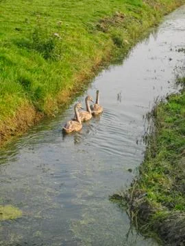 Swans in a row Stock Photos