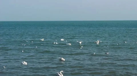 Swans on sea waves Vídeo Stock 62854115