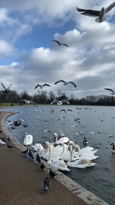 Swans at Serpentine Lake 스톡 동영상 133583455