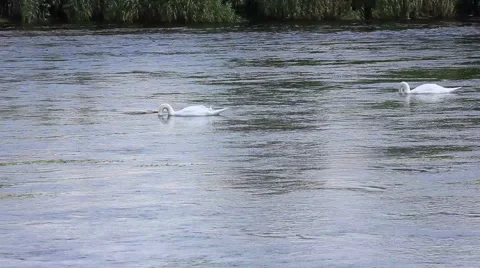Swans,  seven  river forth Stirling Stock Footage 51841933