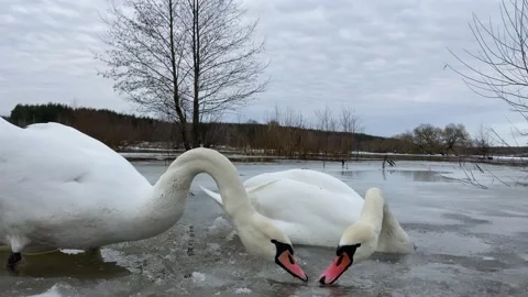 Swans that share food Video stock 229166074