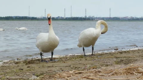 Swans on the shore Video stock 91739205