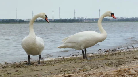 Swans on the shore Video stock 91786487