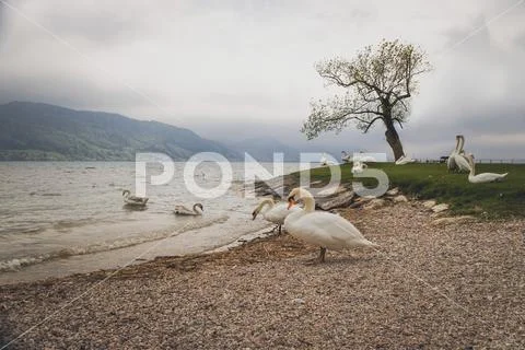 Swans on the shore of the lake in Austria Stock Photos
