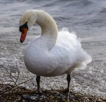 Swans on the shore. Photos