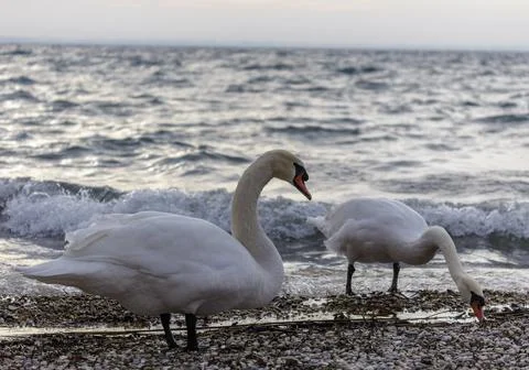 Swans on the shore. Foto stock