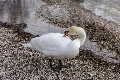 Swans on the shore. Stock Photos