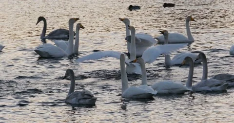 Swans shout on the lake Stock Footage 61268404