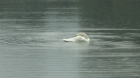 Swan's Shower Stock Footage 11721453