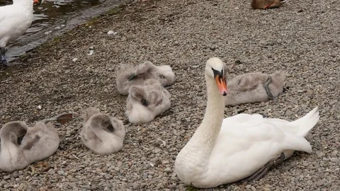 Swans with signets Video stock 80233952