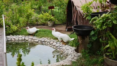 Swans sit by a pond in the Maldives Stock Footage 244035863