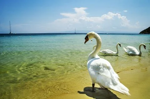 Swans in Skiathos Stock-Fotos